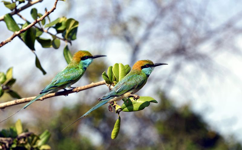 Pareja de pájaros 'Bee Eaters'