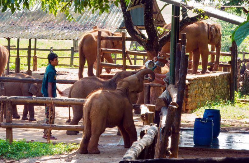 Dando de comer a los elefantes bebé en Udawalawe