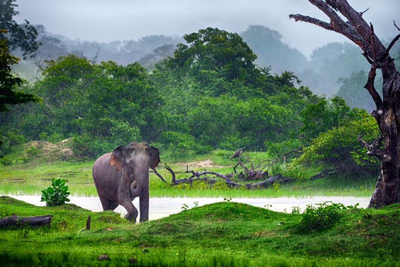 Elefante en libertad