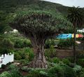 Tenerife, isla de emociones