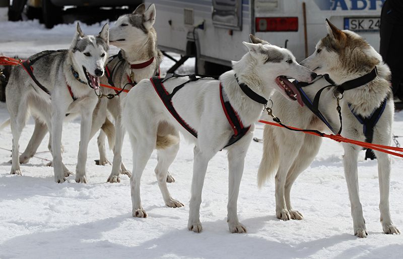 Paseo invernal con perros