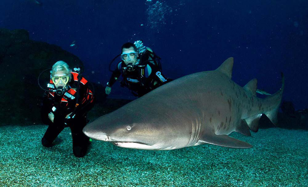 Bucear y dormir con tiburones