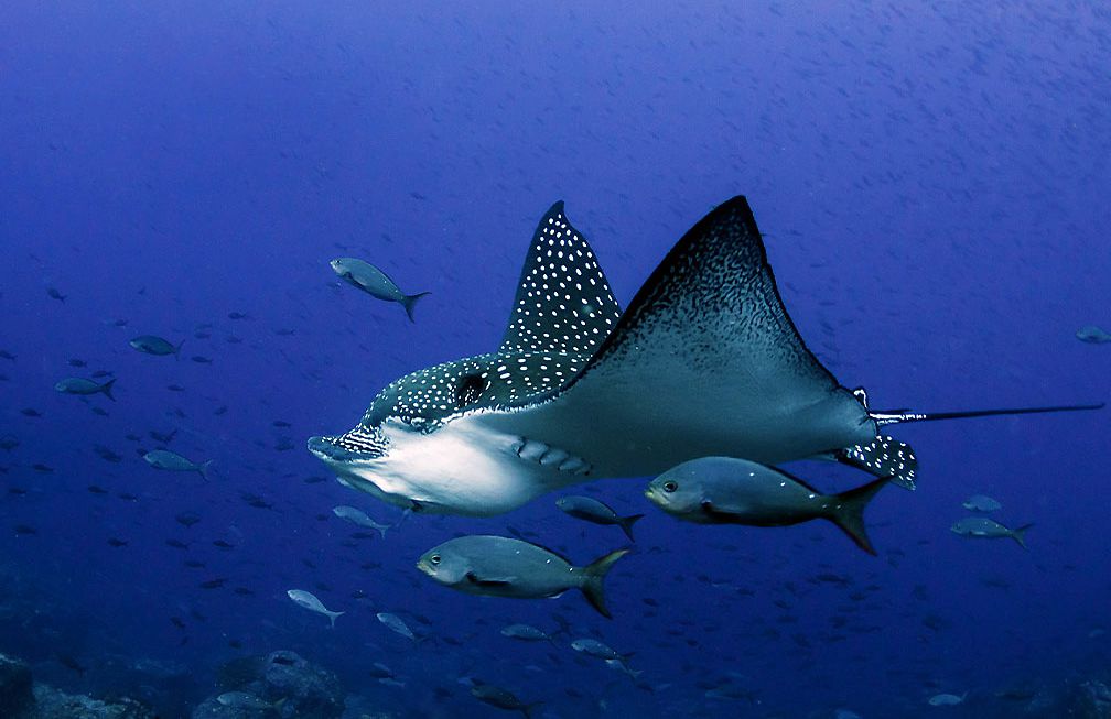 Mantarraya