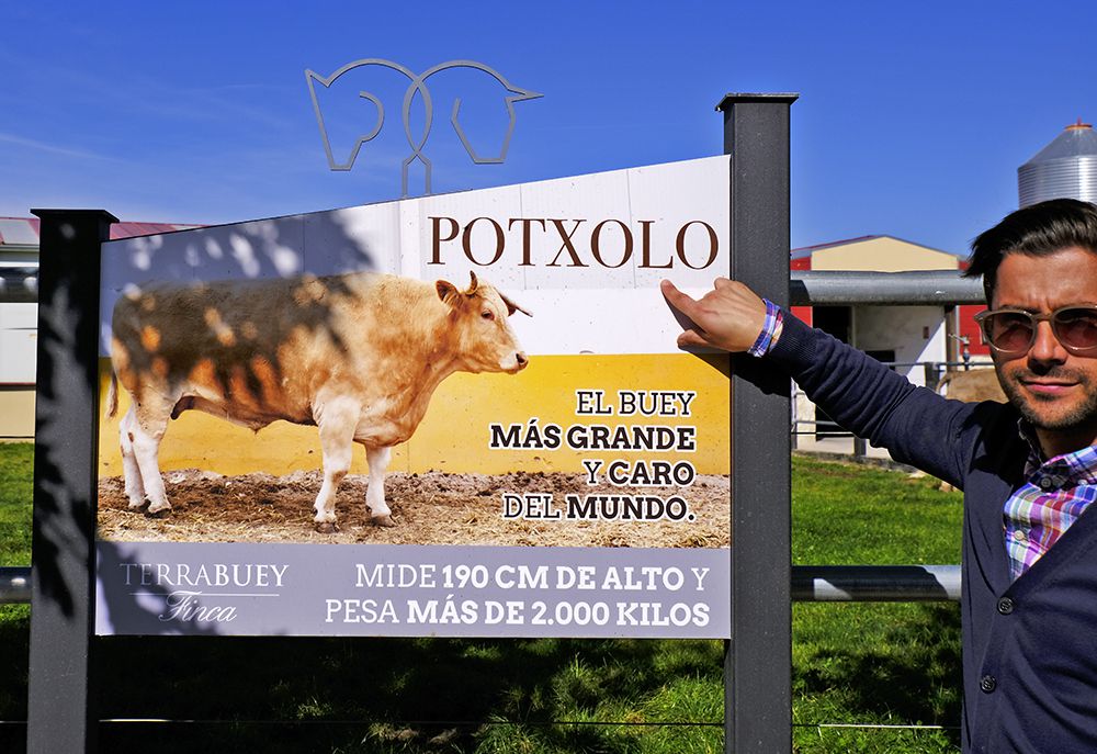 POTXOLO, el buey más grande del mundo. Foto©Pedro Grifol.