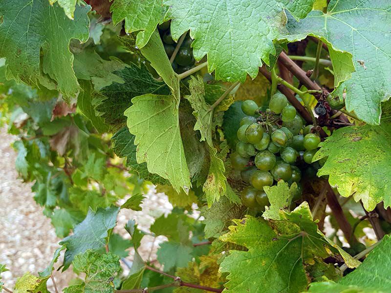 UVAS EN FINCA MONTEPEDROSO