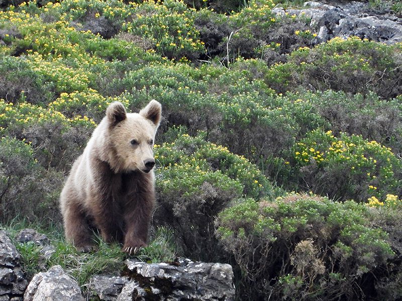 Oso cantábrico