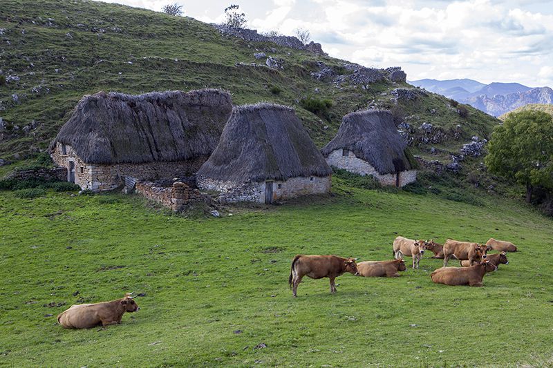 Braña Arbellales