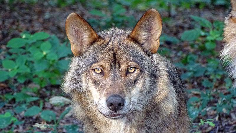 LOBO IBERICO