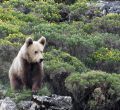 Avistamiento del oso pardo en Asturias