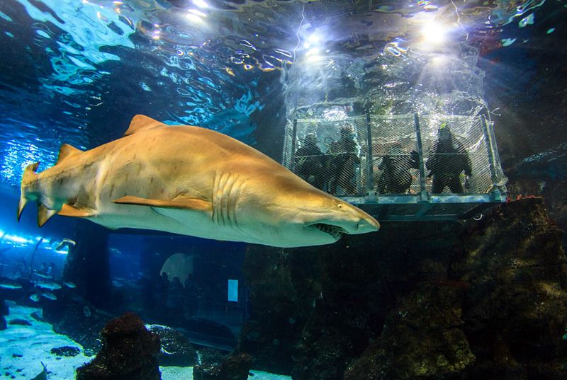 Sumergirse entre tiburones en Barcelona