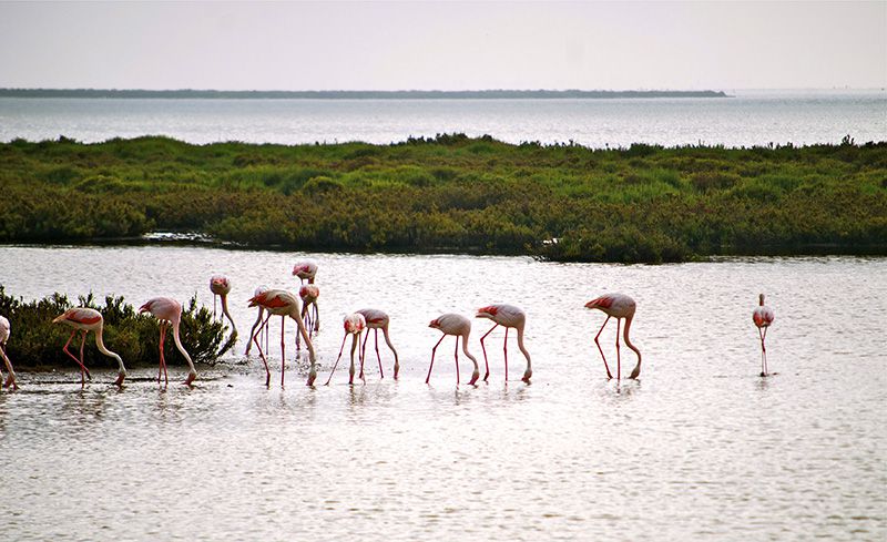 flamant-rose©CroisiEurope