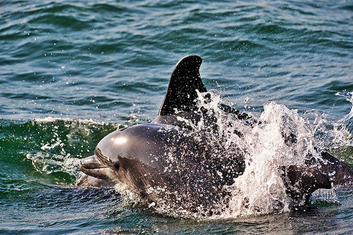 Golfinhos - Delfines