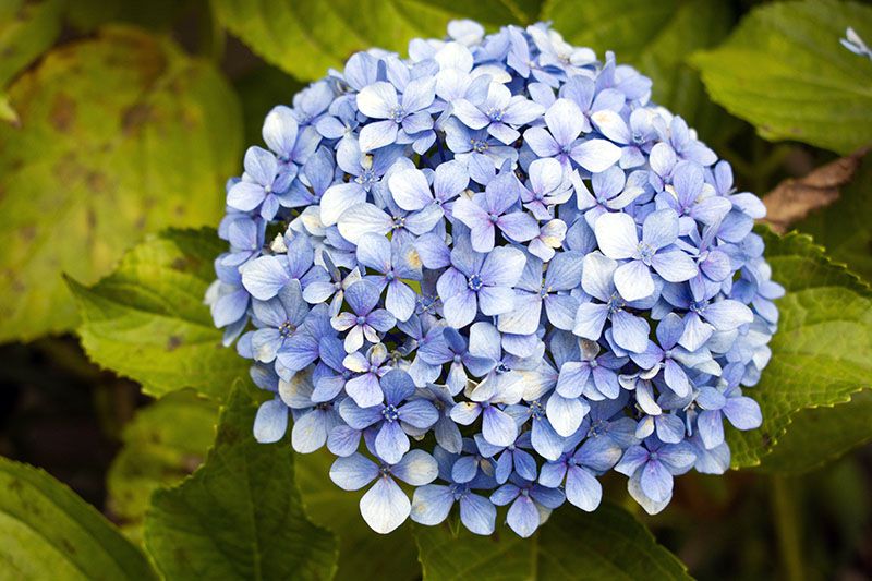 Hortensia