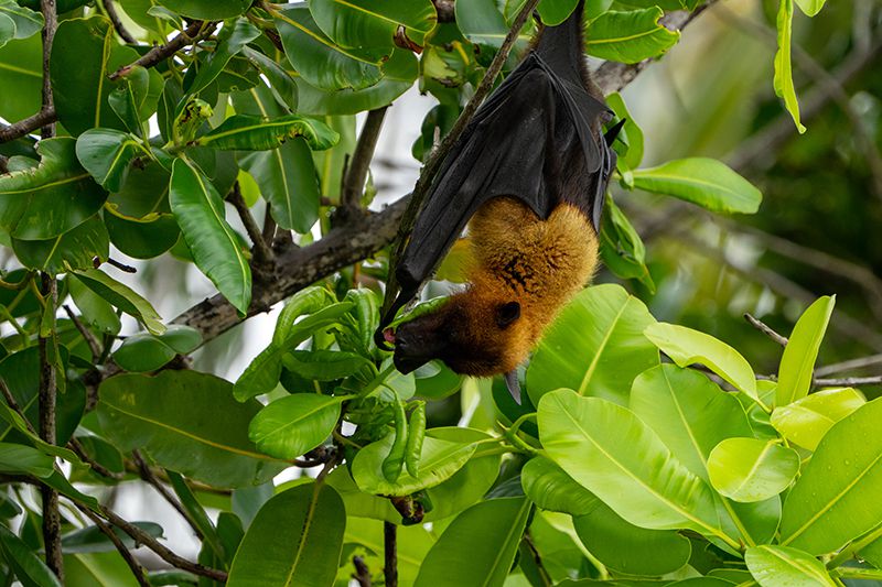 DHIGALI Fruit Bat