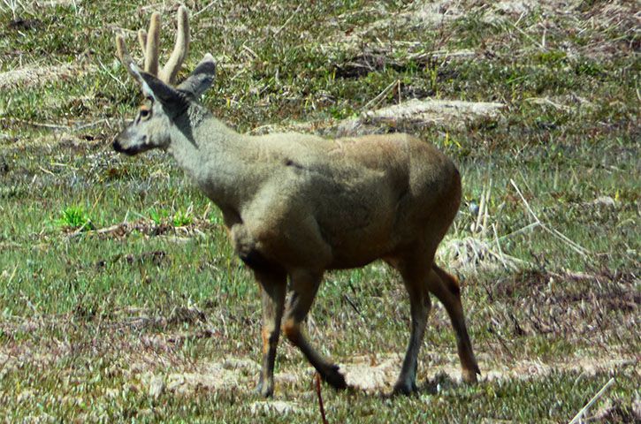 Huemul