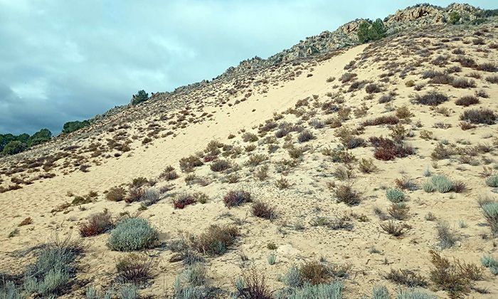 Arenal de Petrer en 2025 loma(Foto Mercedes Sánchez Sánchez)