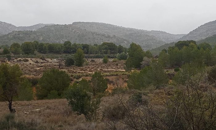 Arenal de Petrer en el paisaje 2025 (Foto Mercedes Sánchez Sánchez)