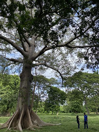 el Valle de los Ingenios-Ceiba-Gui?as-Foto copy Eva Frutos-