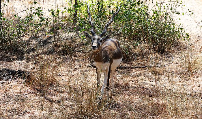 P.N.Blackbuck. Amtílope Sasin.