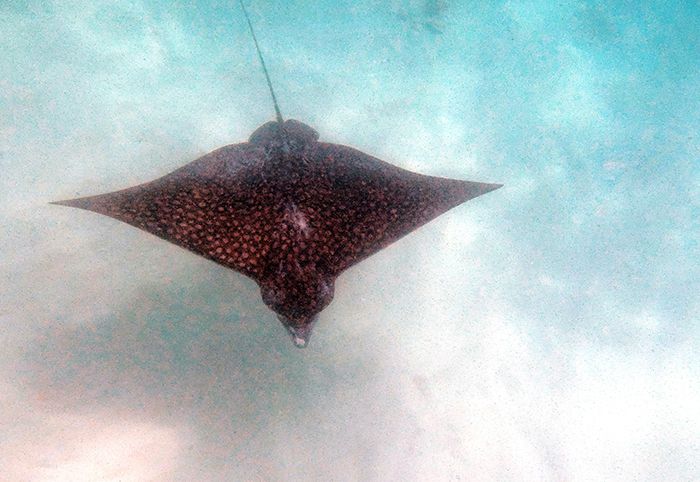 Manta raya