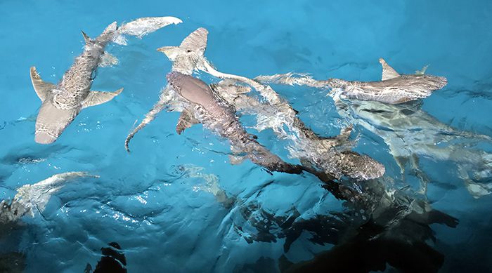 Con decenas de tiburones y mantas rayas 