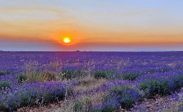 Brihuega. Atardecer en los campos de lavanda