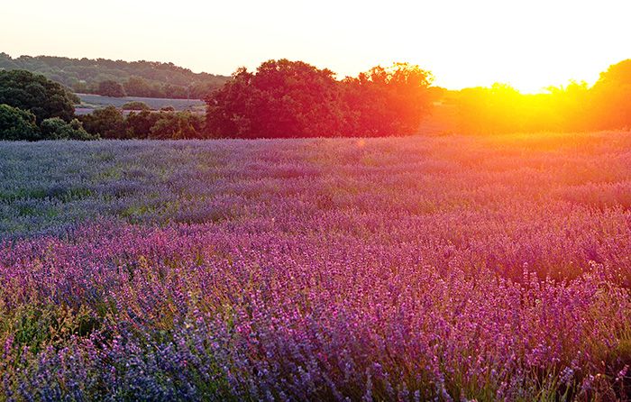 Brihuega. Amanecer en los campos de lavanda