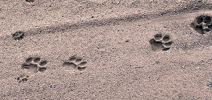 Huellas de jagua