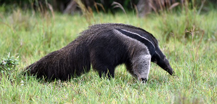 Oso hormiguero gigante