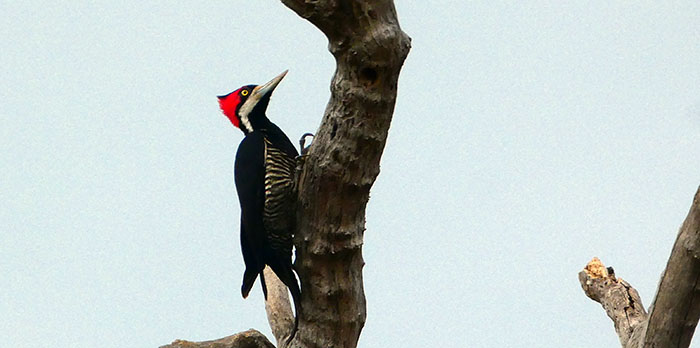 Pájaro carpintrero