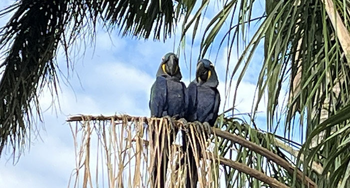 Pareja de guacamayos