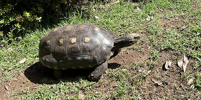 Tortuga en la región de Aquidauana