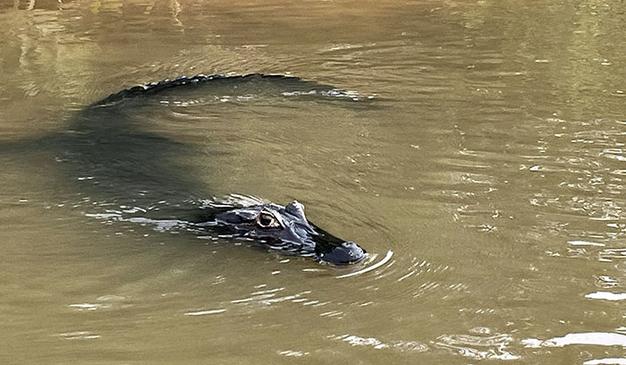 Yacaré, el caimán del Pantanal