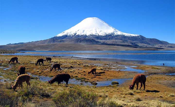 Lago Chungará y bofedales