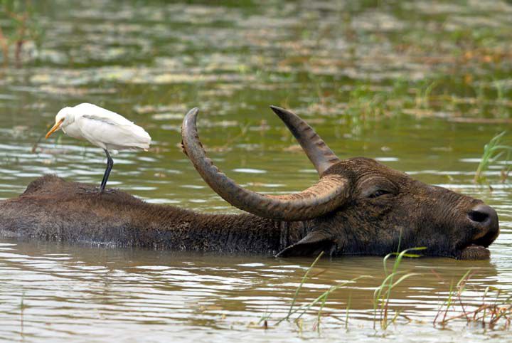 Buffalo en Yala National Park