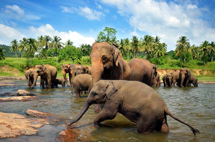 Elefantes en el orfanato de Pinnawela