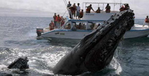 El espectáculo de las ballenas jorobadas llega al norte de Perú