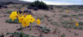 Las flores del desierto de Atacama, un espectáculo único en el mundo