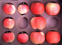 Manzanas XL