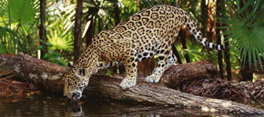 Intentan salvar el esquivo jaguar en Venezuela