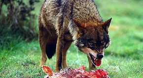 Los actuales cupos de caza de lobo atentan contra la especie 