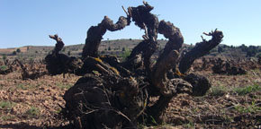 Cepa vieja de la bodega Blas Serrano