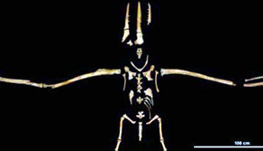 Fósil de 'Pelagornis chilensis' de casi 6 metros.

