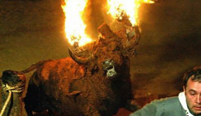 Toro 'embolao'...