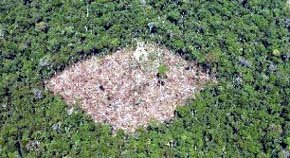 Hace 50.000 años ya se talaba bosque para dejar espacio a plantas útiles