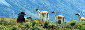 Fauna endémica de la Patagonia chilena