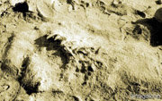 Nuevos descubrimientos paleontológicos en el Valle de La Luna, Ischigualasto (Argentina)