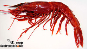 Carabineros