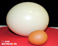 Huevo de avestruz