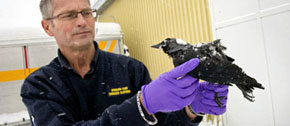 Un técnico sueco sostiene uno de los pájaros muertos